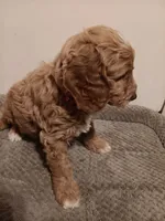 Sheldon, a male Goldendoodle for sale in Montello, WI – 4 of 6