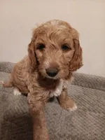 Sheldon, a male Goldendoodle for sale in Montello, WI – 6 of 6