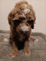 Nigel, a male Goldendoodle for sale in Montello, WI – 5 of 5