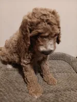 Bruce, a male Goldendoodle for sale in Montello, WI – 2 of 4
