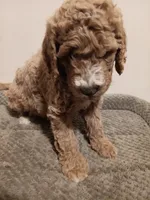 Bruce, a male Goldendoodle for sale in Montello, WI – 3 of 4