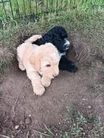 Taffy, a male Poodle - Standard  and Springer Doodle for sale in Montello, WI – 5 of 5