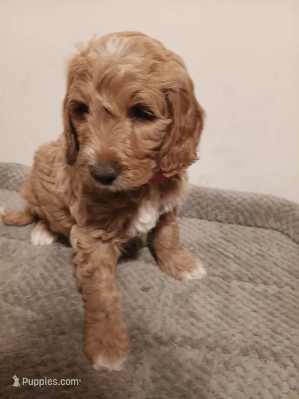 Sheldon – Goldendoodle puppy for sale in Montello, WI