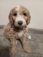 Marlin, a male Goldendoodle for sale in Montello, WI – 2 of 4