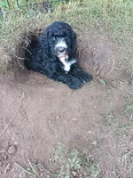 Skittles, a male Poodle - Standard  and Springer Doodle for sale in Montello, WI – 2 of 6