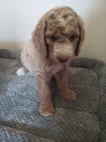 Jelly Bean, a male Poodle - Standard  and Springer Doodle for sale in Montello, WI – 2 of 4