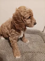 Sheldon, a male Goldendoodle for sale in Montello, WI – 2 of 6