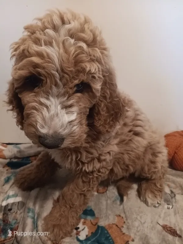 Nigel – Goldendoodle, Poodle - Standard  puppy for sale in Montello, WI