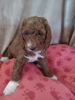 Lemon, a female Goldendoodle and Poodle - Standard  for sale in Montello, WI – Photo 6 of 6