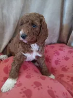 Lemon, a female Goldendoodle and Poodle - Standard  for sale in Montello, WI – Photo 2 of 6
