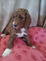 Lemon, a female Goldendoodle and Poodle - Standard  for sale in Montello, WI – Photo 3 of 6
