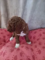 Lemon, a female Goldendoodle and Poodle - Standard  for sale in Montello, WI – Photo 5 of 6