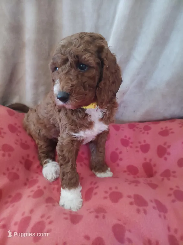 Lemon – Goldendoodle, Poodle - Standard  puppy for sale in Montello, WI