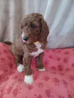 Lemon, a female Goldendoodle and Poodle - Standard  for sale in Montello, WI – Photo 1 of 6