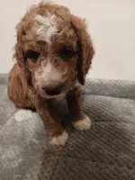 Crush, a male Goldendoodle for sale in Montello, WI – 4 of 5