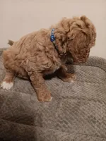 Nigel, a male Goldendoodle for sale in Montello, WI – 3 of 5