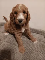 Nemo, a male Goldendoodle for sale in Montello, WI – 2 of 4