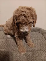 Bruce, a male Goldendoodle for sale in Montello, WI – 4 of 4