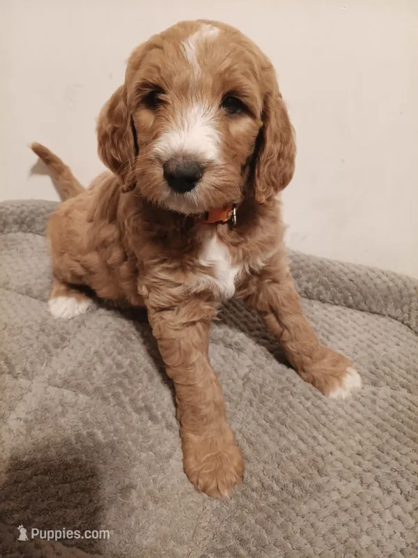 Nemo – Goldendoodle puppy for sale in Montello, WI