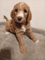 Nemo, a male Goldendoodle for sale in Montello, WI – 1 of 4
