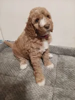 Peaches , a female Goldendoodle for sale in Montello, WI – 2 of 4