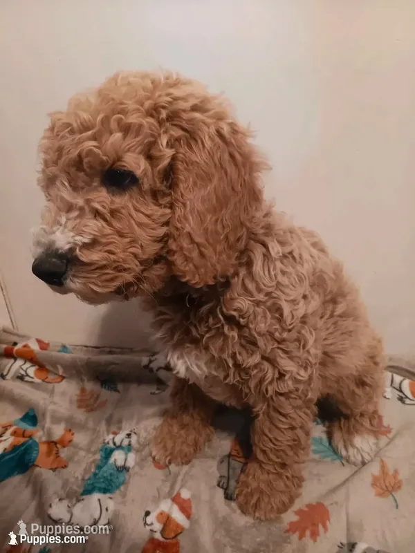Bruce – Goldendoodle, Poodle - Standard  puppy for sale in Montello, WI