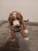 Coral, a female Goldendoodle for sale in Montello, WI – 4 of 4