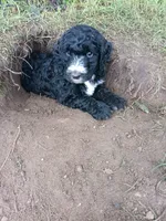 Skittles, a male Poodle - Standard  and Springer Doodle for sale in Montello, WI – 6 of 6