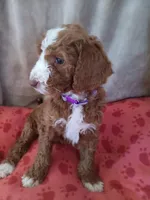 Sadie, a female Goldendoodle and Poodle - Standard  for sale in Montello, WI – Photo 4 of 4