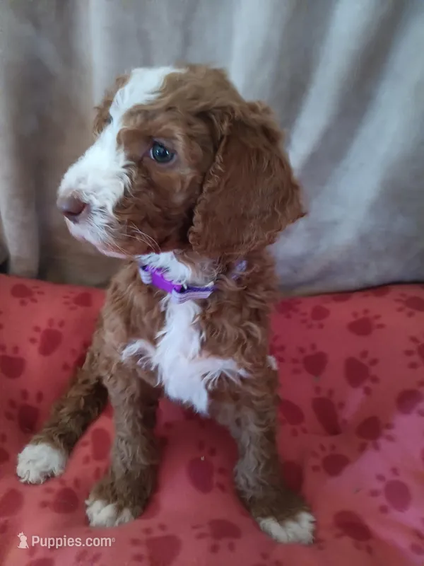 Sadie – Goldendoodle, Poodle - Standard  puppy for sale in Montello, WI