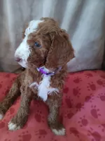 Sadie, a female Goldendoodle and Poodle - Standard  for sale in Montello, WI – Photo 3 of 4