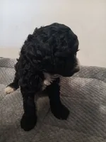 Skittles, a male Poodle - Standard  and Springer Doodle for sale in Montello, WI – 4 of 6