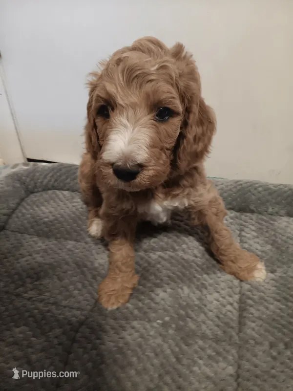 Caramel – Poodle - Standard , Springer Doodle puppy for sale in Montello, WI