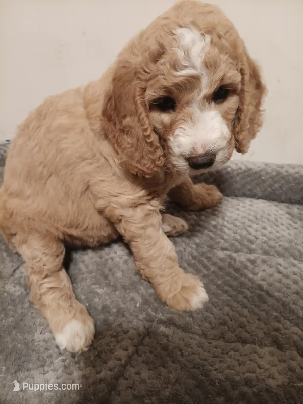 Pearl – Goldendoodle puppy for sale in Montello, WI