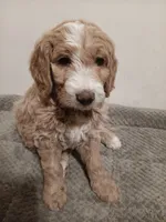 Marlin, a male Goldendoodle for sale in Montello, WI – 3 of 4