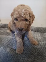 Taffy, a male Poodle - Standard  and Springer Doodle for sale in Montello, WI – 2 of 5