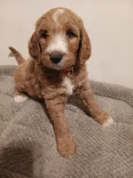 Nemo, a male Goldendoodle for sale in Montello, WI – 3 of 4