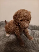 Squirt, a male Goldendoodle for sale in Montello, WI – 3 of 4