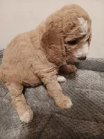 Pearl, a female Goldendoodle for sale in Montello, WI – 2 of 5