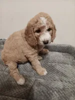 Pearl, a female Goldendoodle for sale in Montello, WI – 3 of 5