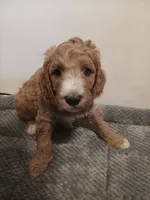 Caramel, a male Poodle - Standard  and Springer Doodle for sale in Montello, WI – 2 of 3