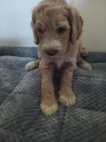 Snickers, a male Poodle - Standard  and Springer Doodle for sale in Montello, WI – 1 of 1
