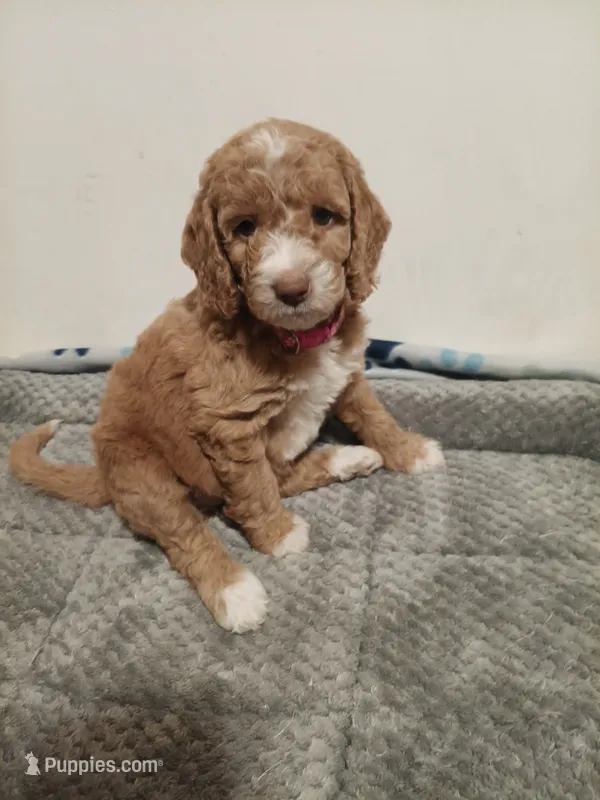 Bubbles – Goldendoodle puppy for sale in Montello, WI