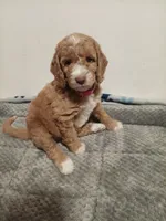 Bubbles, a female Goldendoodle for sale in Montello, WI – 1 of 2