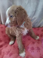 Rocko, a male Goldendoodle and Poodle - Standard  for sale in Montello, WI – Photo 2 of 4