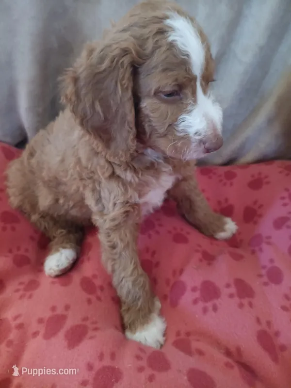 Rocko – Goldendoodle, Poodle - Standard  puppy for sale in Montello, WI