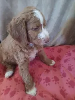 Rocko, a male Goldendoodle and Poodle - Standard  for sale in Montello, WI – Photo 3 of 4