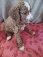 Rocko, a male Goldendoodle and Poodle - Standard  for sale in Montello, WI – Photo 4 of 4