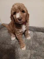Peaches , a female Goldendoodle for sale in Montello, WI – 4 of 4