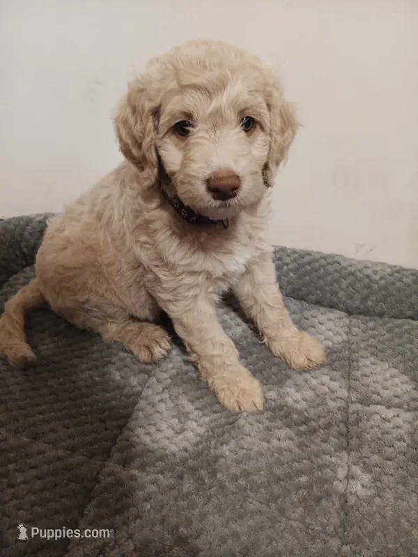 Twinkle – Poodle - Standard , Springer Doodle puppy for sale in Montello, WI